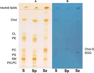 Alteration of Cholesterol Sulfate/Seminolipid Ratio in Semen Lipid Profile of Men With Oligoasthenozoospermia